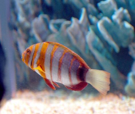 Harlequin Tuskfish (Choerodon fasciatus) |commons:File:Choerodon fasciatus, Sunshine.jpg