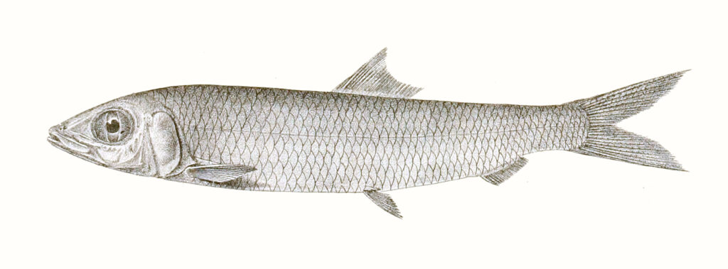 Hasselt's rainbow sardine (Dussumieria hasseltii) |commons:File:Dussumieria hasseltii Achilles 166.jpg