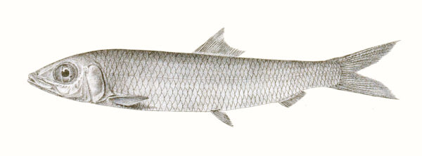 Hasselt's rainbow sardine (Dussumieria hasseltii) |commons:File:Dussumieria hasseltii Achilles 166.jpg
