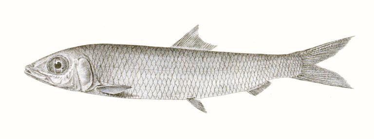 Hasselt's rainbow sardine (Dussumieria hasseltii) |commons:File:Dussumieria hasseltii Achilles 166.jpg