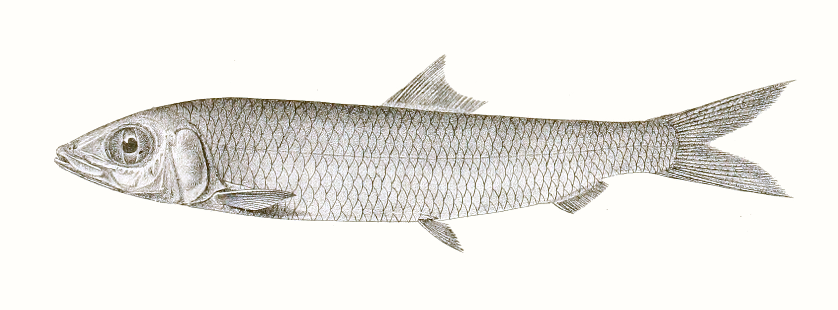 Hasselt's rainbow sardine (Dussumieria hasseltii) |commons:File:Dussumieria hasseltii Achilles 166.jpg
