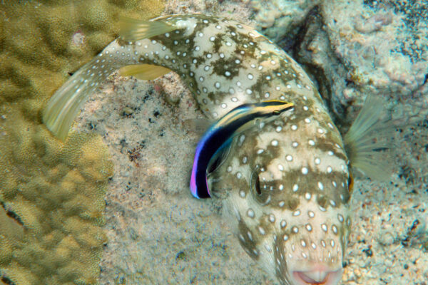 Hawaiian Cleaner Labroides phthirophagus