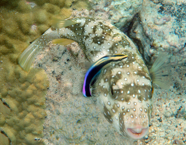 Hawaiian Cleaner Labroides phthirophagus