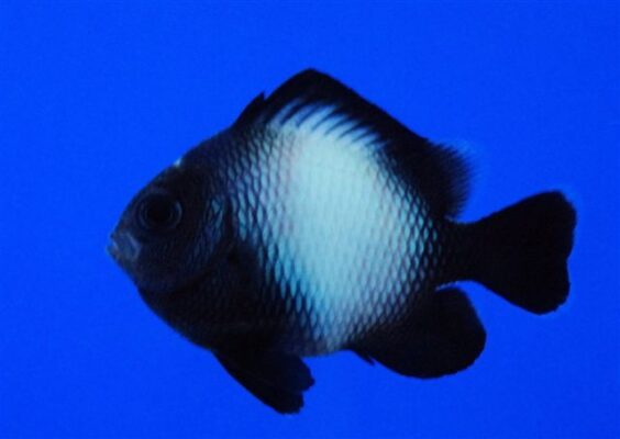 Hawaiian Dascyllus (Dascyllus albisella) |commons:File:Dascyllus albisella.jpg