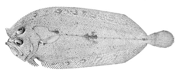 Hawaiian Pelican Flounder (Chascanopsetta prorigera) |commons:File:Chascanopsetta prorigera.jpg