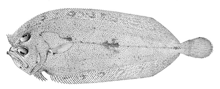 Hawaiian Pelican Flounder (Chascanopsetta prorigera) |commons:File:Chascanopsetta prorigera.jpg