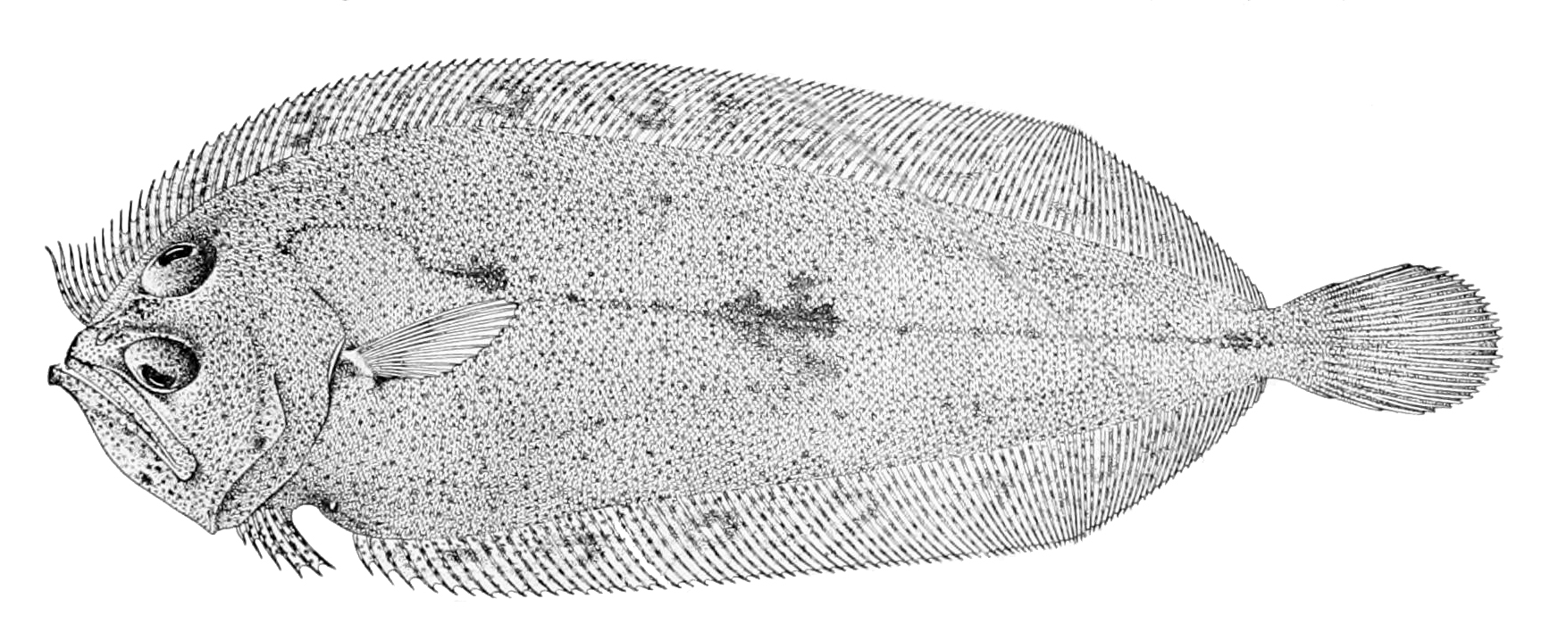 Hawaiian Pelican Flounder (Chascanopsetta prorigera) |commons:File:Chascanopsetta prorigera.jpg