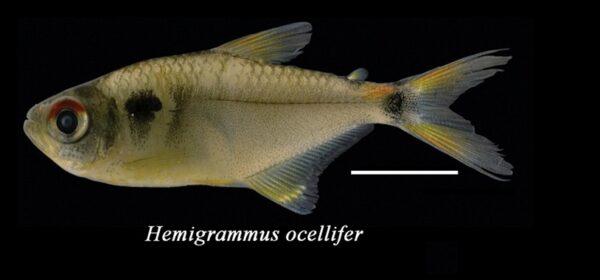 Head and Tail Light Tetra (Hemigrammus ocellifer) |commons:File:Hemigrammus ocellifer, Tapajós.jpg