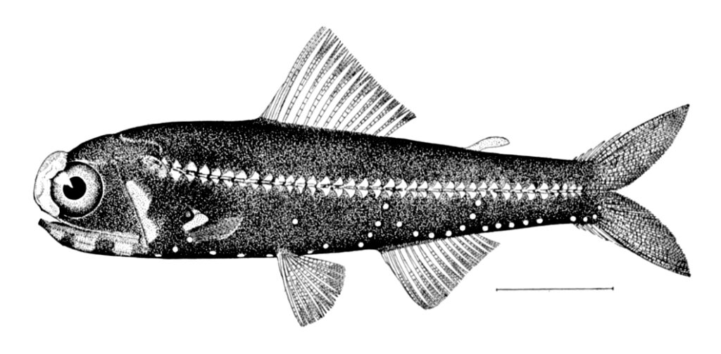 Headlight Fish (Diaphus effulgens) |commons:File:Diaphus effulgens.jpg