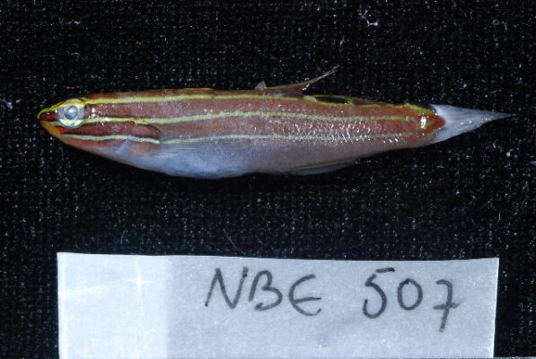 Hector's Goby (Amblygobius hectori) |commons:File:Amblygobius hectori.jpg