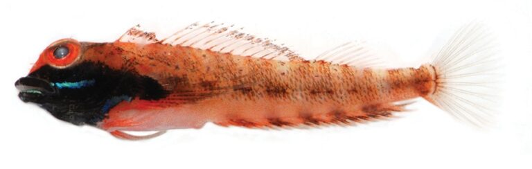 Helcogramma fuscipectoris (Helcogramma fuscipectoris) |commons:File:Helcogramma fuscipectoris - ZooKeys-216-057-g003a.jpeg