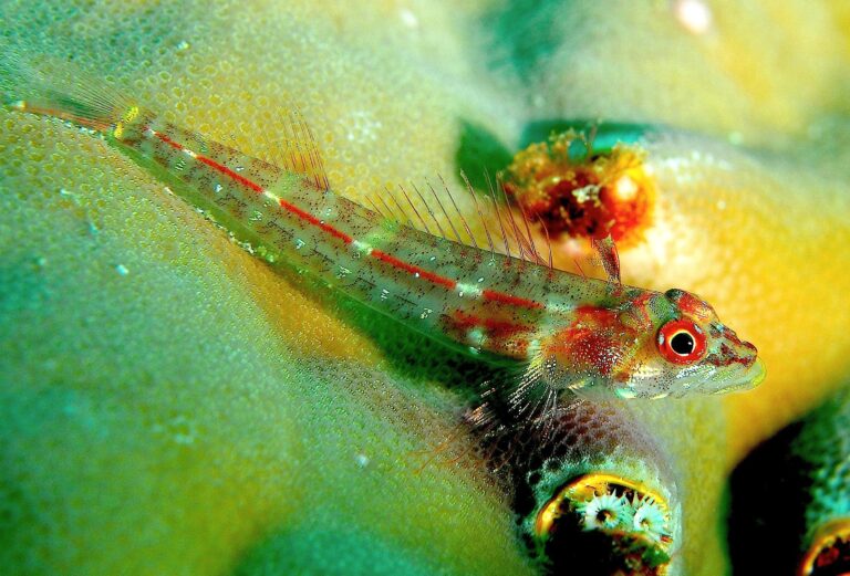 Helcogramma gymnauchen (Helcogramma gymnauchen) |commons:File:Helcogramma gymnauchen.jpg