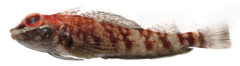 Helcogramma inclinata (Helcogramma inclinata) |commons:File:Helcogramma inclinata - ZooKeys-216-057-g003b.jpeg