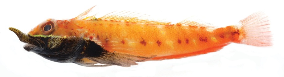 Helcogramma rhinoceros (Helcogramma rhinoceros) |commons:File:Helcogramma rhinoceros - ZooKeys-216-057-g003c.jpeg