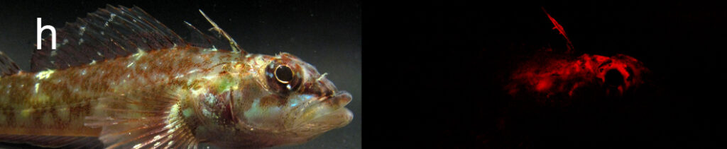 Helcogramma steinitzi (Helcogramma steinitzi) |commons:File:Helcogramma steinitzi - from Red fluorescent representatives of five different reef fish families (cropped).jpeg