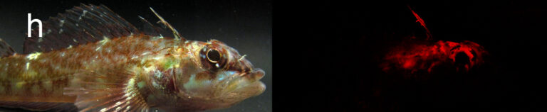 Helcogramma steinitzi (Helcogramma steinitzi) |commons:File:Helcogramma steinitzi - from Red fluorescent representatives of five different reef fish families (cropped).jpeg