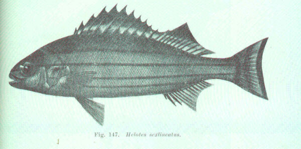 Helotes sexlineatus (Helotes sexlineatus) |commons:File:FMIB 45653 Helotes sexlineatus.jpeg