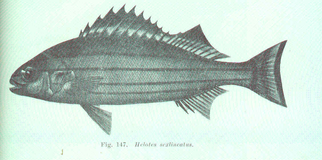 Helotes sexlineatus (Helotes sexlineatus) |commons:File:FMIB 45653 Helotes sexlineatus.jpeg