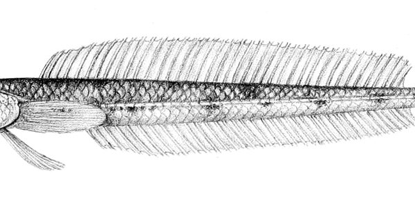 Hemerocoetes macrophthalmus (Hemerocoetes macrophthalmus) |commons:File:Hemerocoetes macrophthalmus.jpg