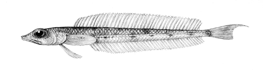 Hemerocoetes macrophthalmus (Hemerocoetes macrophthalmus) |commons:File:Hemerocoetes macrophthalmus.jpg