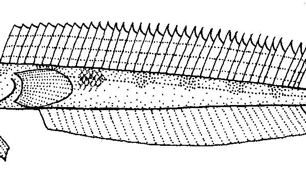 Hemerocoetes monopterygius (Hemerocoetes monopterygius) |commons:File:Hemerocoetes monopterygius (Opalfish).gif