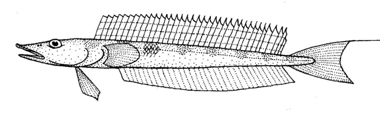 Hemerocoetes monopterygius (Hemerocoetes monopterygius) |commons:File:Hemerocoetes monopterygius (Opalfish).gif