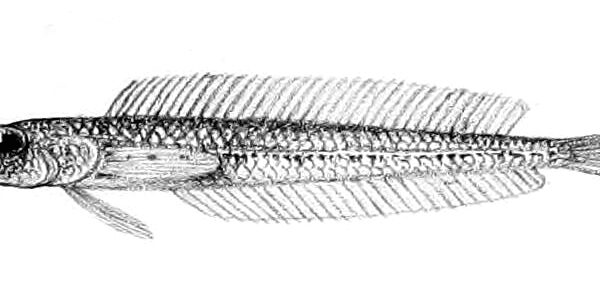Hemerocoetes pauciradiatus (Hemerocoetes pauciradiatus) |commons:File:Hemerocoetes pauciradiatus.jpg