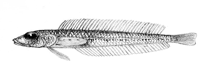 Hemerocoetes pauciradiatus (Hemerocoetes pauciradiatus) |commons:File:Hemerocoetes pauciradiatus.jpg