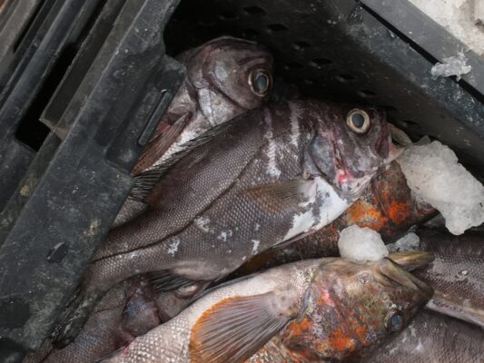 Hemilutjanus macrophthalmos (Hemilutjanus macrophthalmos) |commons:File:Hemilutjanus macrophthalmos 177100168.jpg
