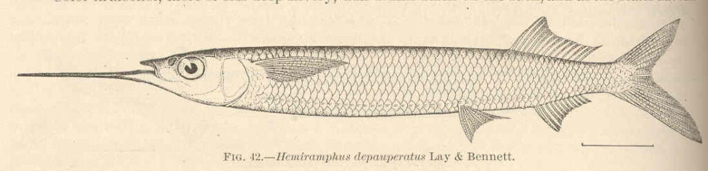 Hemiramphus depauperatus (Hemiramphus depauperatus) |commons:File:FMIB 42408 Hemiramphus depauperatus Lay & Bennett.jpeg