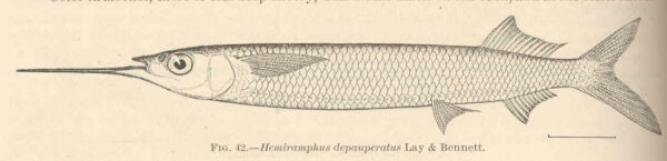 Hemiramphus depauperatus (Hemiramphus depauperatus) |commons:File:FMIB 42408 Hemiramphus depauperatus Lay & Bennett.jpeg