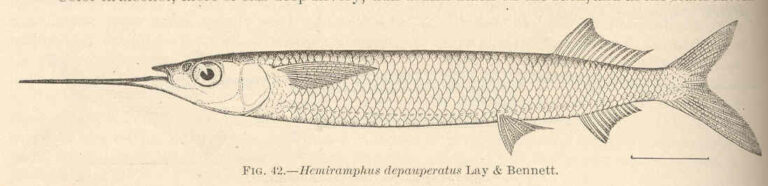 Hemiramphus depauperatus (Hemiramphus depauperatus) |commons:File:FMIB 42408 Hemiramphus depauperatus Lay & Bennett.jpeg