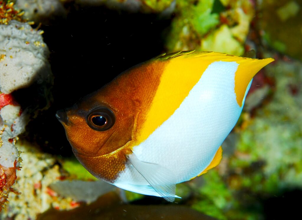 Hemitaurichthys polylepis (Hemitaurichthys polylepis) |commons:File:Hemitaurichthys polylepis.jpg