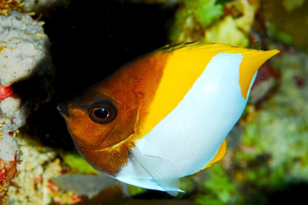 Hemitaurichthys polylepis (Hemitaurichthys polylepis) |commons:File:Hemitaurichthys polylepis.jpg