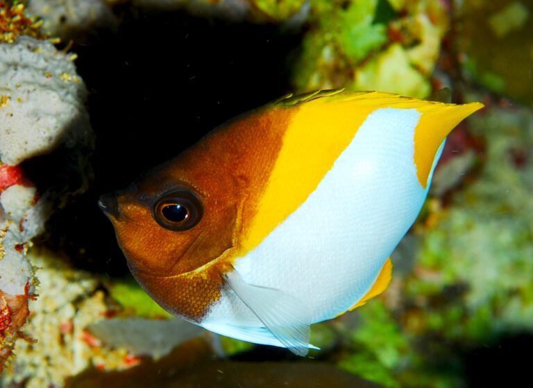 Hemitaurichthys polylepis (Hemitaurichthys polylepis) |commons:File:Hemitaurichthys polylepis.jpg