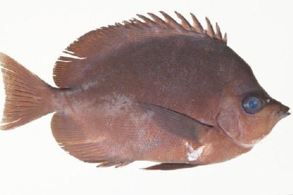 Hemitaurichthys thompsoni (Hemitaurichthys thompsoni) |commons:File:Hemitaurichthys thompsoni.jpg