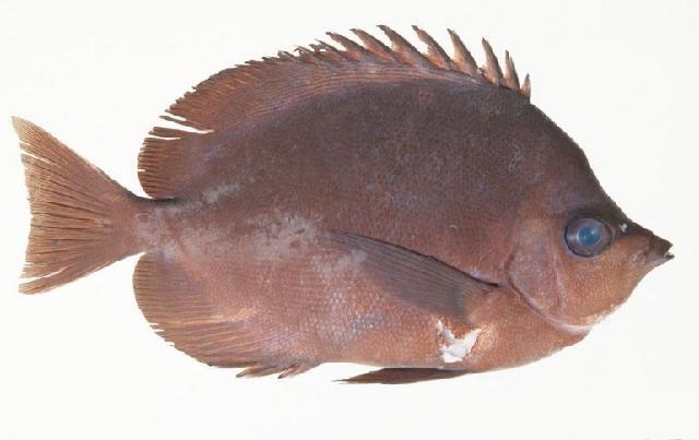 Hemitaurichthys thompsoni (Hemitaurichthys thompsoni) |commons:File:Hemitaurichthys thompsoni.jpg