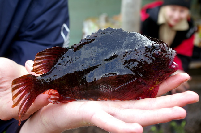 Henfish (Cyclopterus lumpus) |commons:File:Cyclopterus lumpus 50431029.jpg