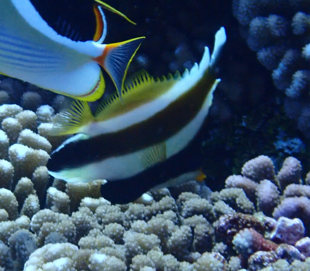 Heniochus chrysostomus (Heniochus chrysostomus) |commons:File:Heniochus chrysostomus 301973915.jpg