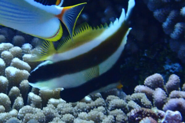 Heniochus chrysostomus (Heniochus chrysostomus) |commons:File:Heniochus chrysostomus 301973915.jpg