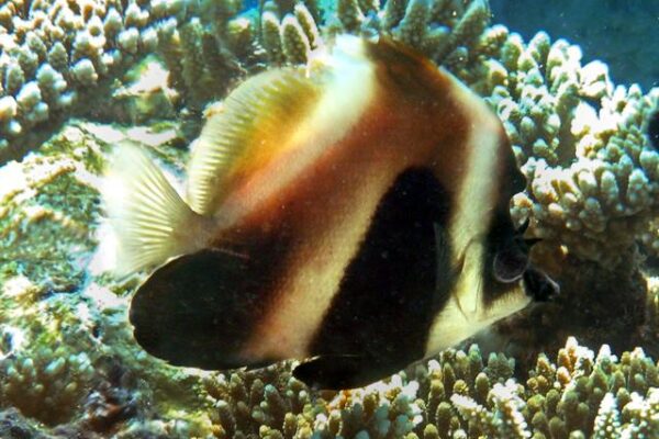 Heniochus pleurotaenia (Heniochus pleurotaenia) |commons:File:Heniochus pleurotaenia1.jpg