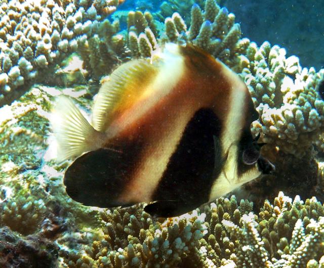 Heniochus pleurotaenia (Heniochus pleurotaenia) |commons:File:Heniochus pleurotaenia1.jpg