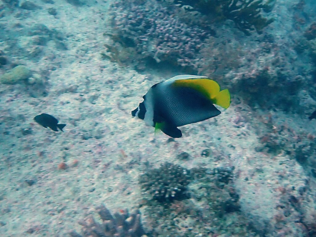 Heniochus singularius (Heniochus singularius) |commons:File:Heniochus singularius 126318915.jpg