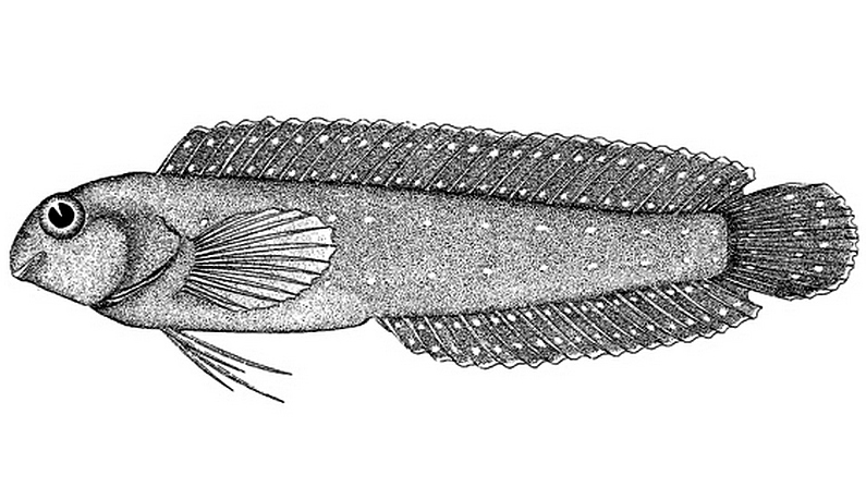 Hepburn's Blenny (Parenchelyurus hepburni) |commons:File:Parenchelyurus hepburni.jpg