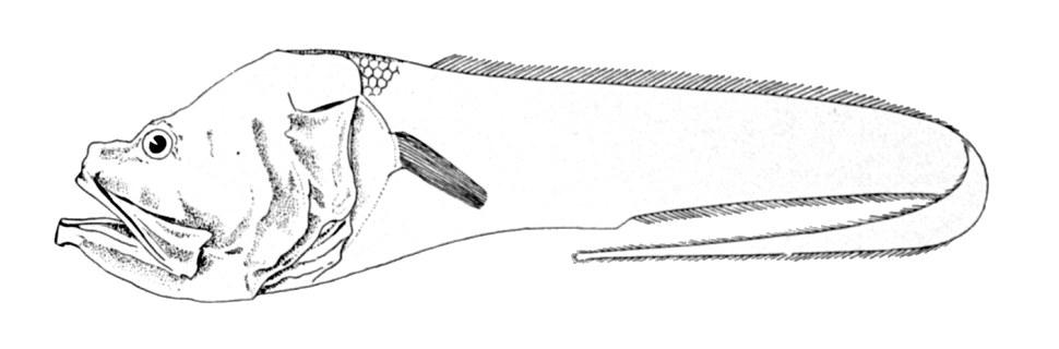 Hephthocara simum (Hephthocara simum) |commons:File:Hephthocara simum.jpg