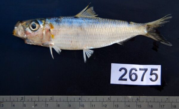 Herklotsichthys blackburni (Herklotsichthys blackburni) |commons:File:Herklotsichthys quadrimaculatus black background.jpg