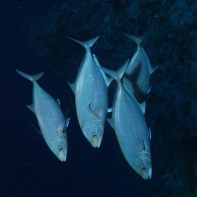 Herring Scad (Alepes vari) |commons:File:A group of Herring Scad, Alepes vari, swimming down the slope (36149008690).jpg