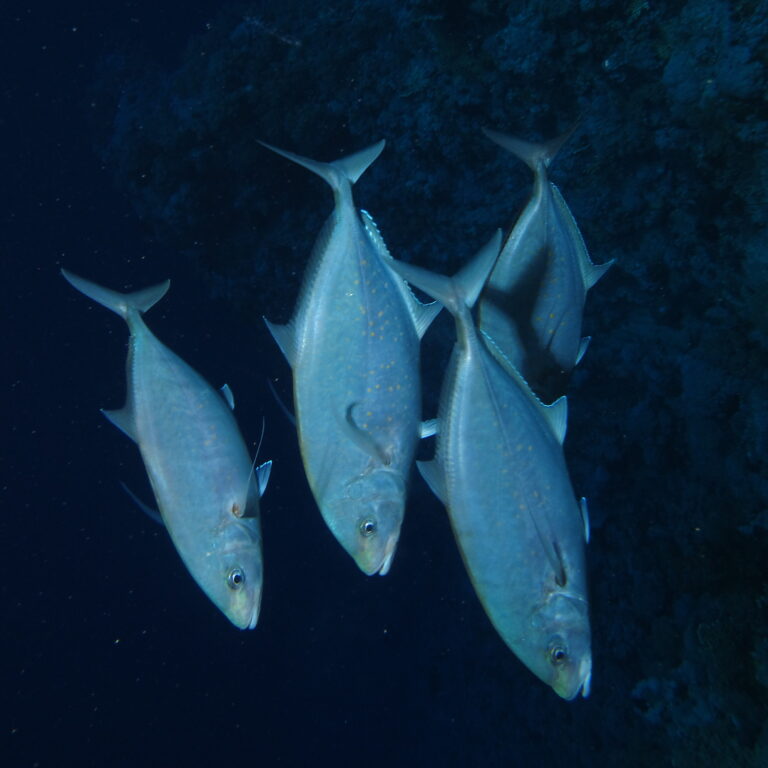 Herring Scad (Alepes vari) |commons:File:A group of Herring Scad, Alepes vari, swimming down the slope (36149008690).jpg