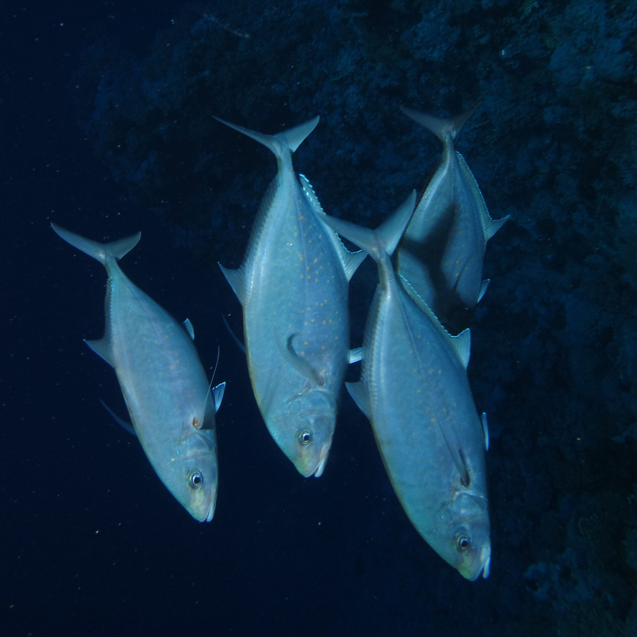 Herring Scad (Alepes vari) |commons:File:A group of Herring Scad, Alepes vari, swimming down the slope (36149008690).jpg