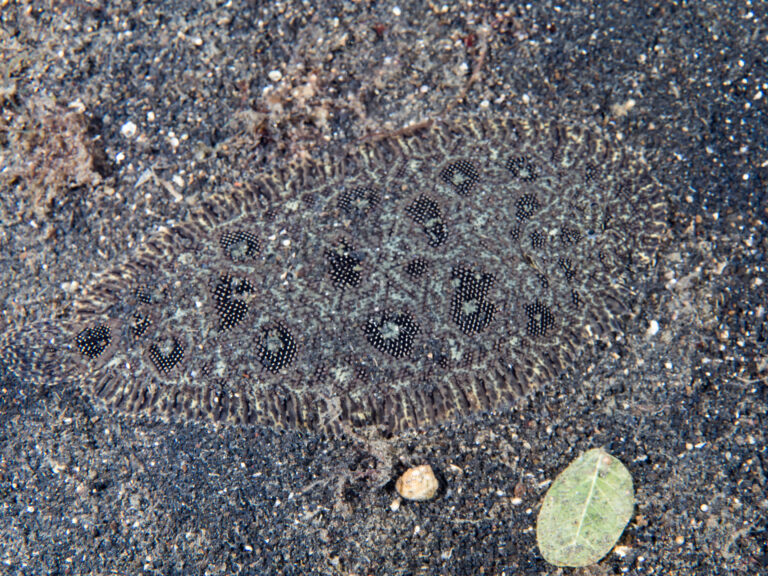 Heteromycteris hartzfeldii (Heteromycteris hartzfeldii) |commons:File:Hook-nosed sole (Heteromycteris hartzfeldii) (44109824520).jpg